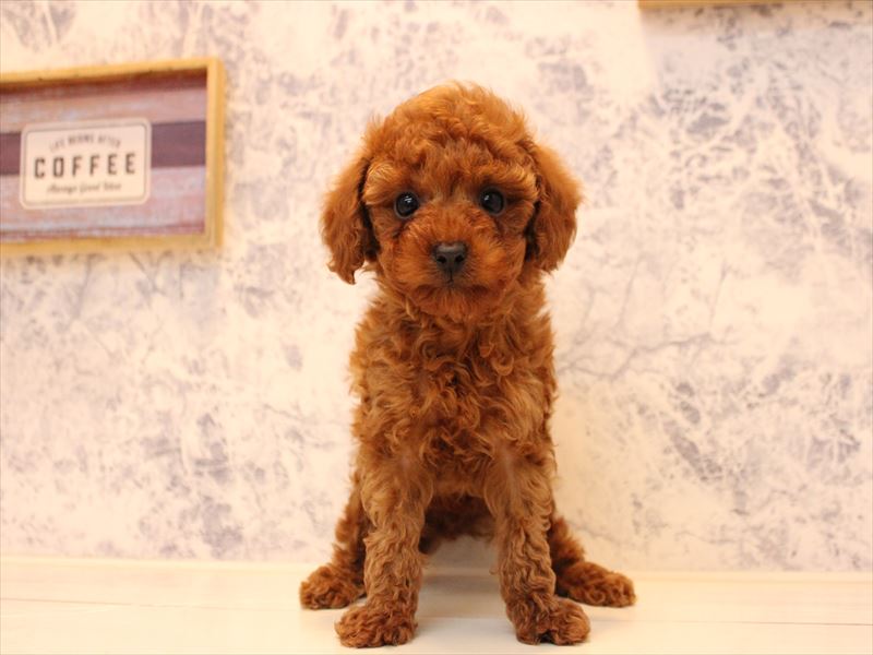 埼玉県のトイプードル(トイ) (ワンラブ埼玉寄居店/2025年10月20日生まれ/男の子/レッド)の子犬の2枚目の画像