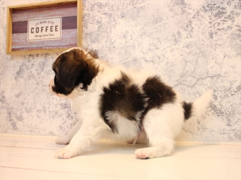 千葉県のパピヨン (ワンラブイオンフードスタイル新松戸店/2025年10月21日生まれ/男の子/ホワイトブラウン)の子犬の3枚目の画像