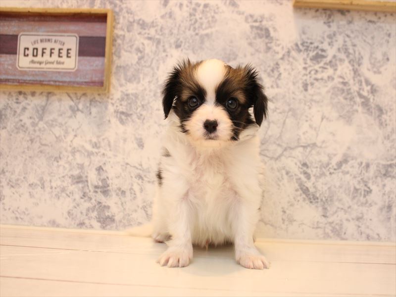 千葉県のパピヨン (ワンラブイオンフードスタイル新松戸店/2025年10月21日生まれ/男の子/ホワイトブラウン)の子犬の2枚目の画像