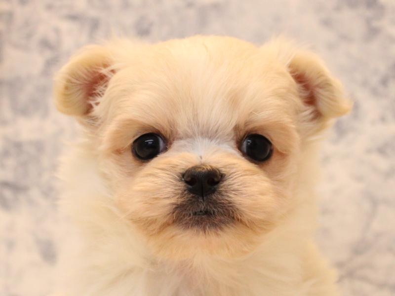 千葉県のポメチワ/チワポメ/ポメチー(ポメラニアン×チワワ) (ワンラブイオンフードスタイル新松戸店/2025年10月21日生まれ/男の子/ホワイト)の子犬の1枚目の画像