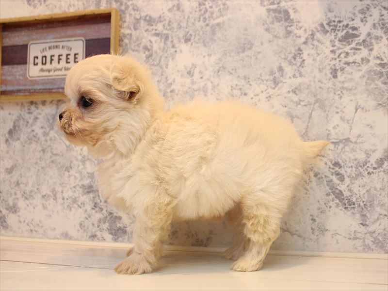 千葉県のポメチワ/チワポメ/ポメチー(ポメラニアン×チワワ) (ワンラブイオンフードスタイル新松戸店/2025年10月21日生まれ/男の子/ホワイト)の子犬の3枚目の画像