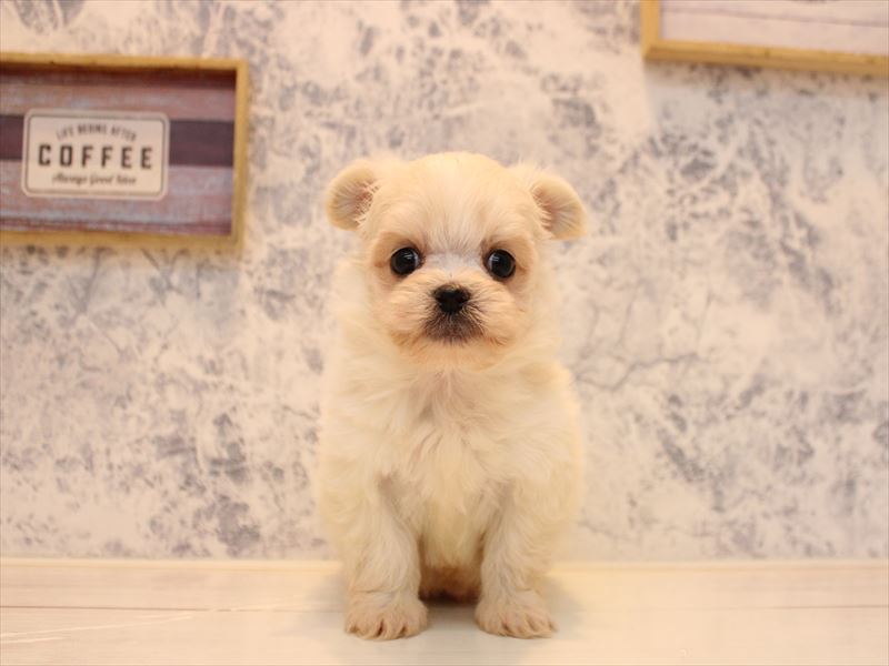 千葉県のポメチワ/チワポメ/ポメチー(ポメラニアン×チワワ) (ワンラブイオンフードスタイル新松戸店/2025年10月21日生まれ/男の子/ホワイト)の子犬の2枚目の画像