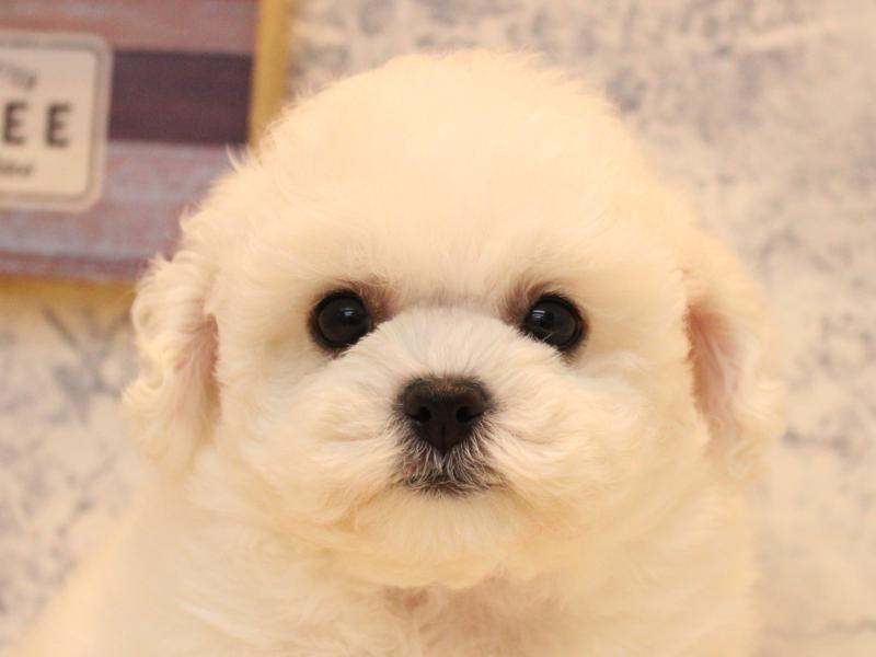 埼玉県のビションフリーゼ (ワンラブ埼玉寄居店/2025年10月19日生まれ/女の子/ホワイト)の子犬の1枚目の画像