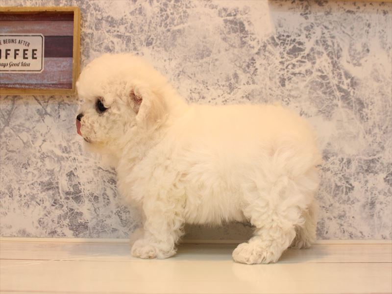 埼玉県のビションフリーゼ (ワンラブ埼玉寄居店/2025年10月19日生まれ/女の子/ホワイト)の子犬の3枚目の画像