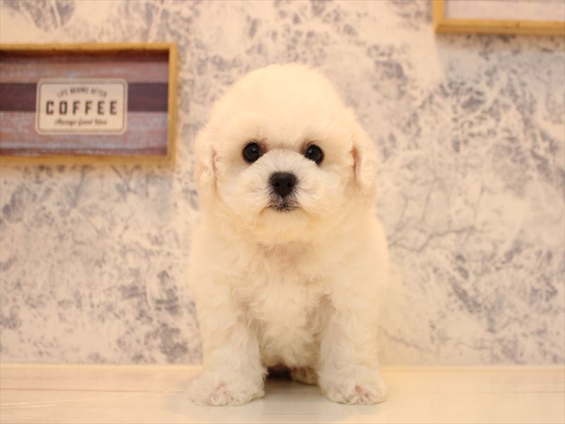 埼玉県のビションフリーゼ (ワンラブ埼玉寄居店/2025年10月19日生まれ/女の子/ホワイト)の子犬の2枚目の画像