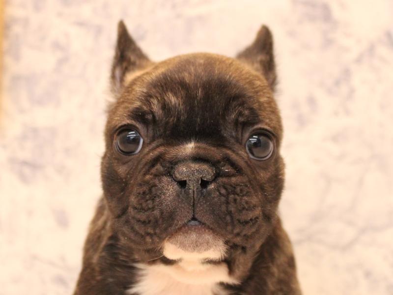 神奈川県のフレンチブルドッグ (ワンラブららぽーと海老名店/2025年10月20日生まれ/男の子/ブリンドル)の子犬の1枚目の画像