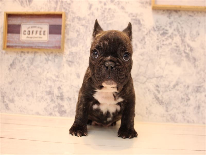 神奈川県のフレンチブルドッグ (ワンラブららぽーと海老名店/2025年10月20日生まれ/男の子/ブリンドル)の子犬の3枚目の画像