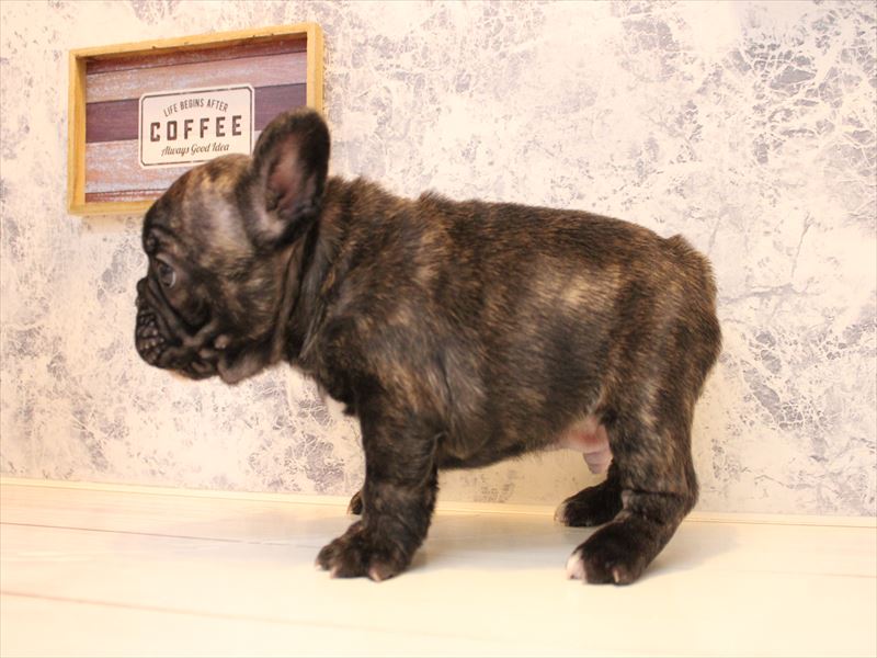 神奈川県のフレンチブルドッグ (ワンラブららぽーと海老名店/2025年10月20日生まれ/男の子/ブリンドル)の子犬の2枚目の画像