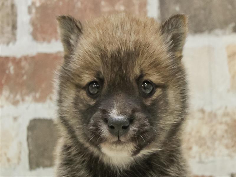 愛知県の豆柴 (ワンラブイオン春日井店/2025年10月21日生まれ/男の子/赤)の子犬の1枚目の画像
