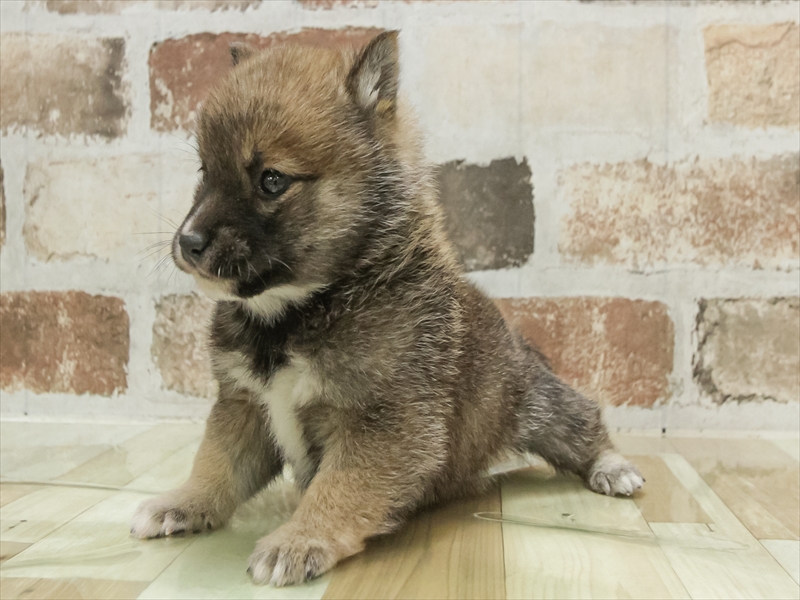 愛知県の豆柴 (ワンラブイオン春日井店/2025年10月21日生まれ/男の子/赤)の子犬の2枚目の画像