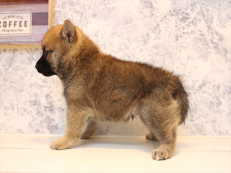 埼玉県の豆柴 (ワンラブ埼玉寄居店/2025年10月21日生まれ/男の子/赤)の子犬の3枚目の画像