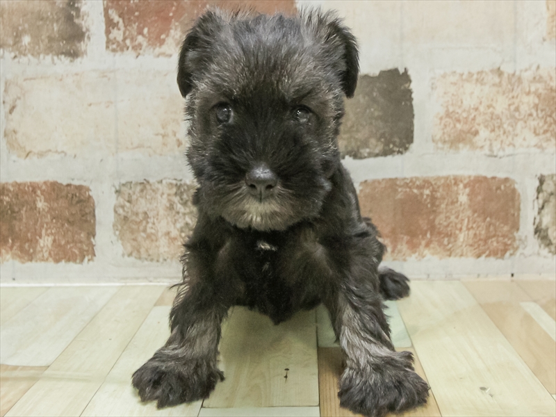 愛知県のミニチュアシュナウザー (ワンラブ名古屋守山インター総本店/2025年10月21日生まれ/女の子/ソルトペッパー)の子犬の3枚目の画像