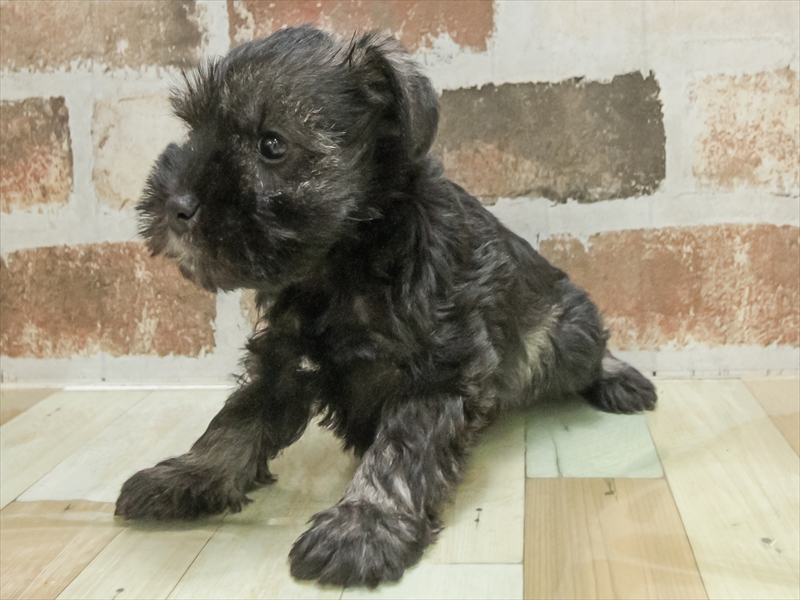 愛知県のミニチュアシュナウザー (ワンラブ名古屋守山インター総本店/2025年10月21日生まれ/女の子/ソルトペッパー)の子犬の2枚目の画像