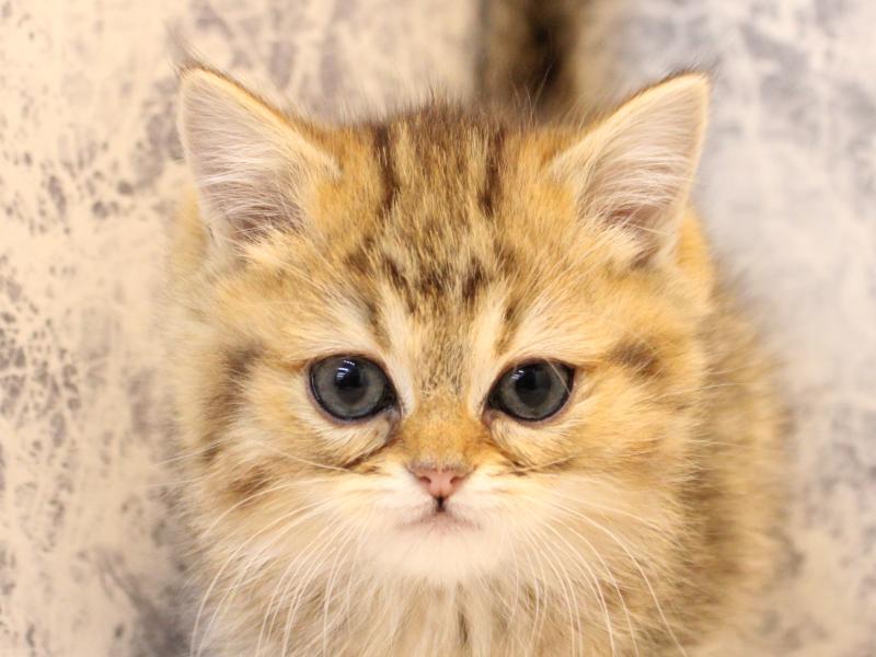 千葉県のミヌエット (ワンラブカインズ幕張店/2025年10月15日生まれ/女の子/ゴールデン)の子猫の1枚目の画像