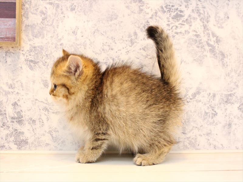 千葉県のミヌエット (ワンラブカインズ幕張店/2025年10月15日生まれ/女の子/ゴールデン)の子猫の3枚目の画像