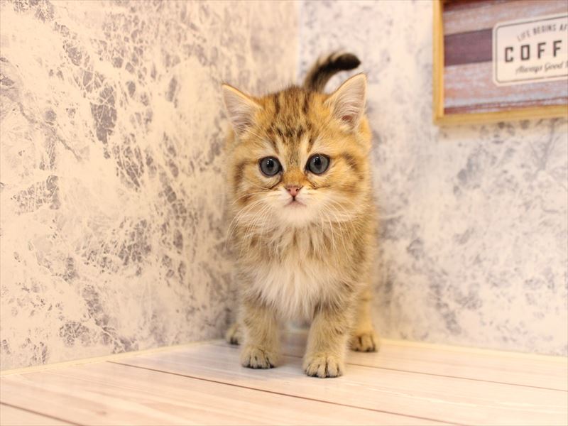 千葉県のミヌエット (ワンラブカインズ幕張店/2025年10月15日生まれ/女の子/ゴールデン)の子猫の2枚目の画像