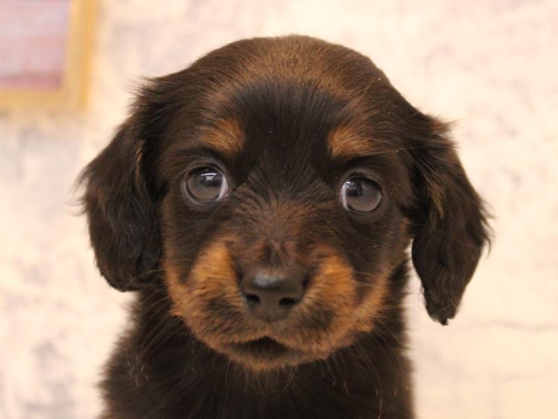 埼玉県のミニチュアダックスフンド(ロング) (ワンラブ埼玉寄居店/2025年10月20日生まれ/女の子/ブラックタン)の子犬の1枚目の画像