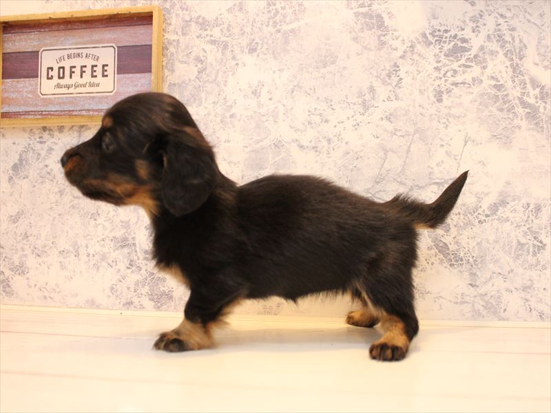 埼玉県のミニチュアダックスフンド(ロング) (ワンラブ埼玉寄居店/2025年10月20日生まれ/女の子/ブラックタン)の子犬の3枚目の画像