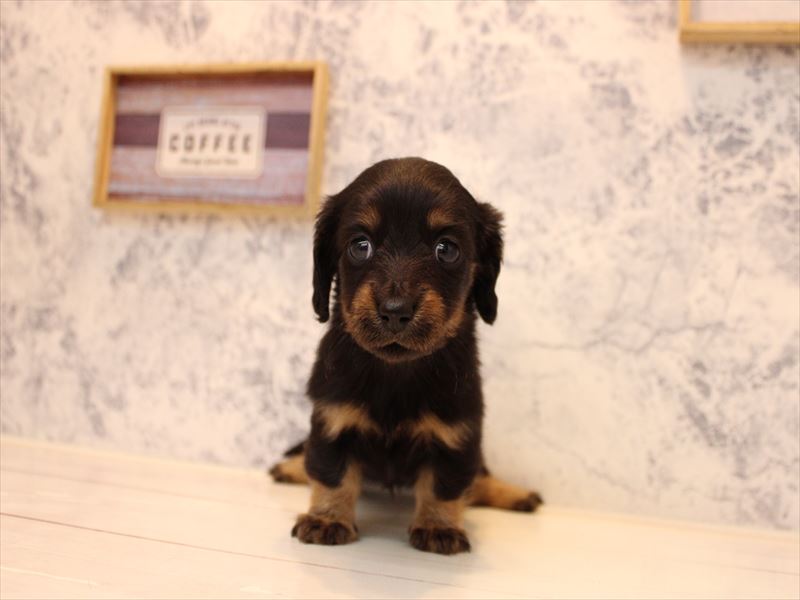 埼玉県のミニチュアダックスフンド(ロング) (ワンラブ埼玉寄居店/2025年10月20日生まれ/女の子/ブラックタン)の子犬の2枚目の画像