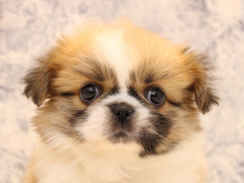 神奈川県のペキシーズー/ペキズー(ペキニーズ×シーズー) (ワンラブTHE OUTLETS  湘南平塚店/2025年10月20日生まれ/女の子/ホワイトブラウン)の子犬の1枚目の画像