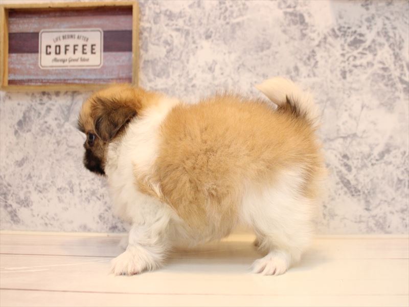 神奈川県のペキシーズー/ペキズー(ペキニーズ×シーズー) (ワンラブTHE OUTLETS  湘南平塚店/2025年10月20日生まれ/女の子/ホワイトブラウン)の子犬の3枚目の画像