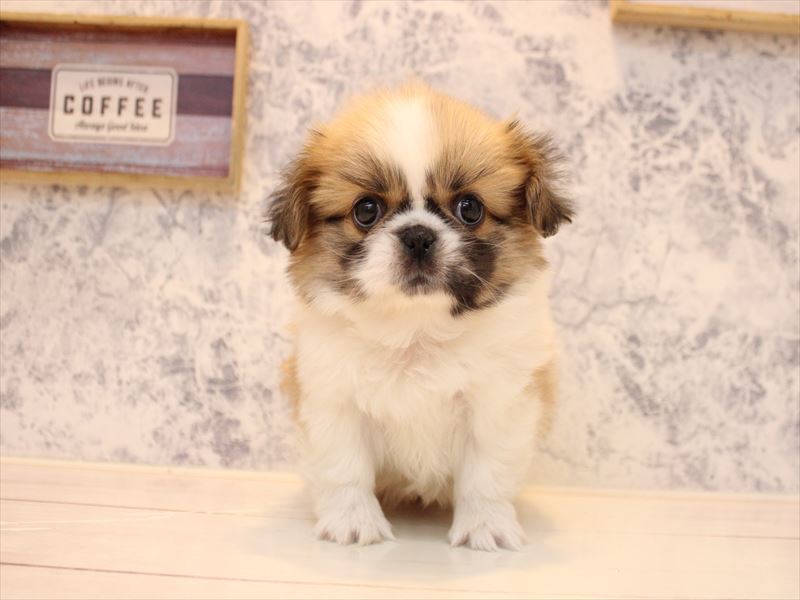 神奈川県のペキシーズー/ペキズー(ペキニーズ×シーズー) (ワンラブTHE OUTLETS  湘南平塚店/2025年10月20日生まれ/女の子/ホワイトブラウン)の子犬の2枚目の画像
