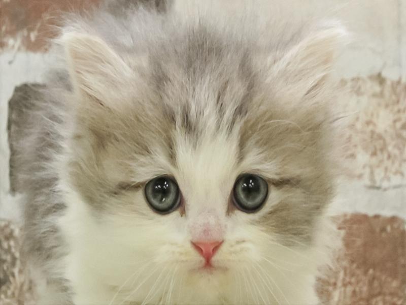 愛知県のミヌエット (ワンラブ名古屋守山インター総本店/2025年10月20日生まれ/男の子/ブルーホワイト)の子猫の1枚目の画像