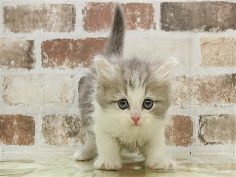 愛知県のミヌエット (ワンラブ名古屋守山インター総本店/2025年10月20日生まれ/男の子/ブルーホワイト)の子猫の3枚目の画像