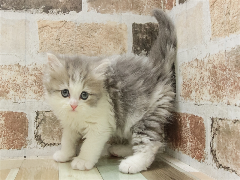 愛知県のミヌエット (ワンラブ名古屋守山インター総本店/2025年10月20日生まれ/男の子/ブルーホワイト)の子猫の2枚目の画像