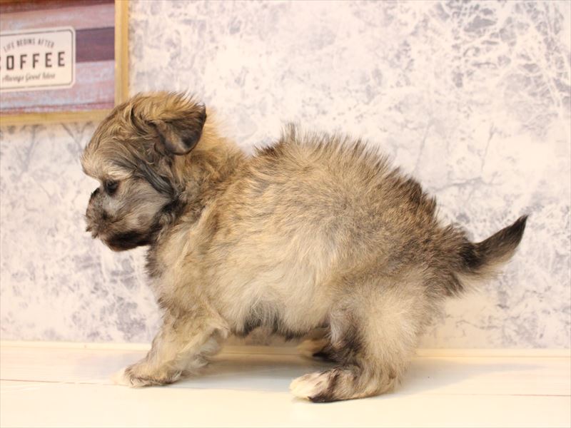 埼玉県のペキマル/マルペキ(ペキニーズ×マルチーズ) (ワンラブ埼玉寄居店/2025年10月20日生まれ/男の子/フォーン)の子犬の3枚目の画像