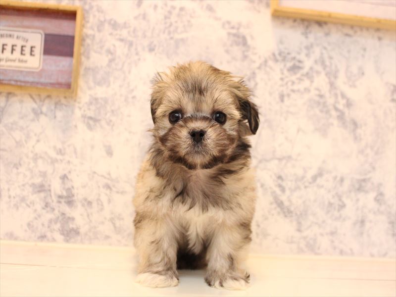 埼玉県のペキマル/マルペキ(ペキニーズ×マルチーズ) (ワンラブ埼玉寄居店/2025年10月20日生まれ/男の子/フォーン)の子犬の2枚目の画像