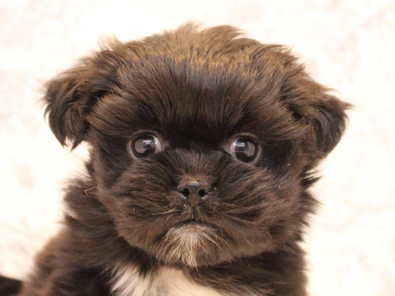 埼玉県のペキマル/マルペキ(ペキニーズ×マルチーズ) (ワンラブ埼玉寄居店/2025年10月20日生まれ/男の子/ブラックホワイト)の子犬の1枚目の画像