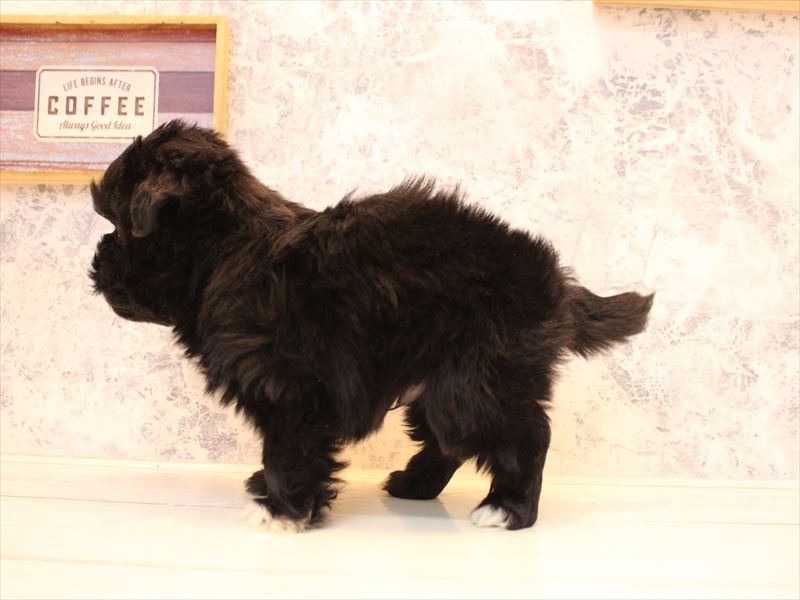 埼玉県のペキマル/マルペキ(ペキニーズ×マルチーズ) (ワンラブ埼玉寄居店/2025年10月20日生まれ/男の子/ブラックホワイト)の子犬の3枚目の画像