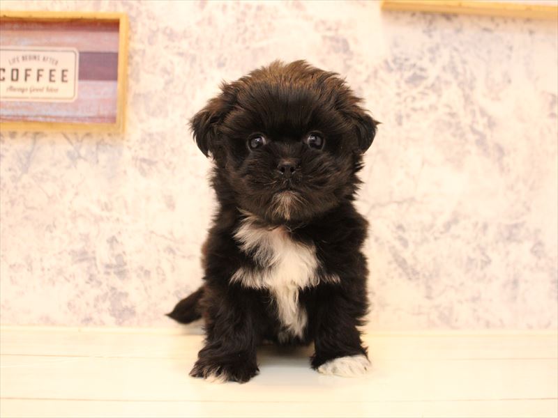 埼玉県のペキマル/マルペキ(ペキニーズ×マルチーズ) (ワンラブ埼玉寄居店/2025年10月20日生まれ/男の子/ブラックホワイト)の子犬の2枚目の画像