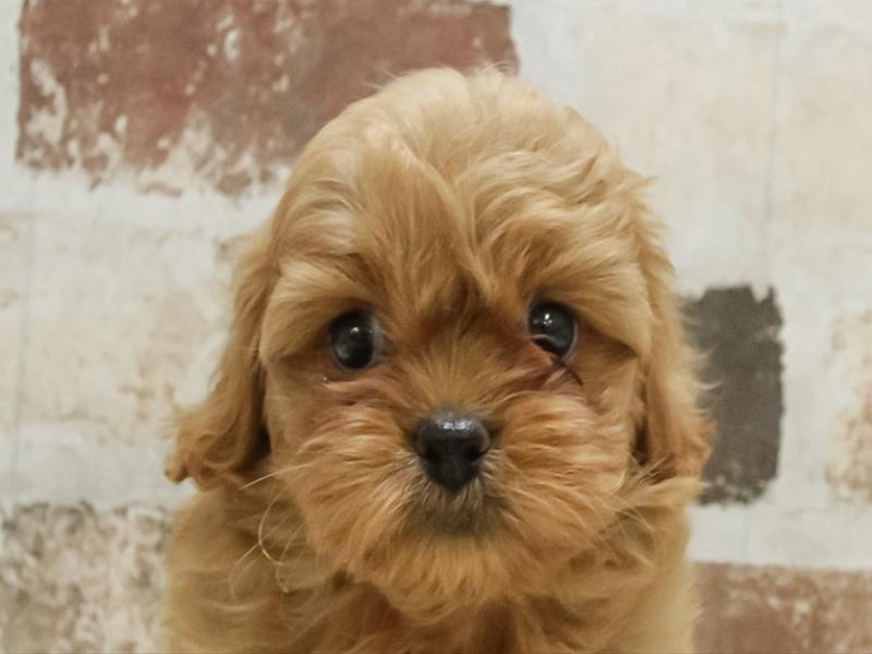 愛知県のペキプー(ペキニーズ×プードル) (ワンラブドン・キホーテ パウ中川山王店/2025年10月19日生まれ/男の子/アプリコット)の子犬の1枚目の画像