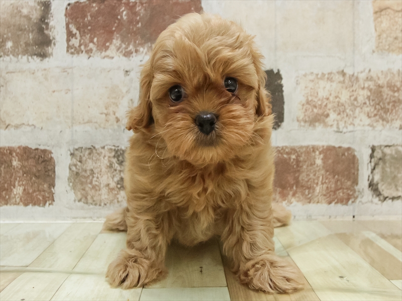 愛知県のペキプー(ペキニーズ×プードル) (ワンラブドン・キホーテ パウ中川山王店/2025年10月19日生まれ/男の子/アプリコット)の子犬の3枚目の画像