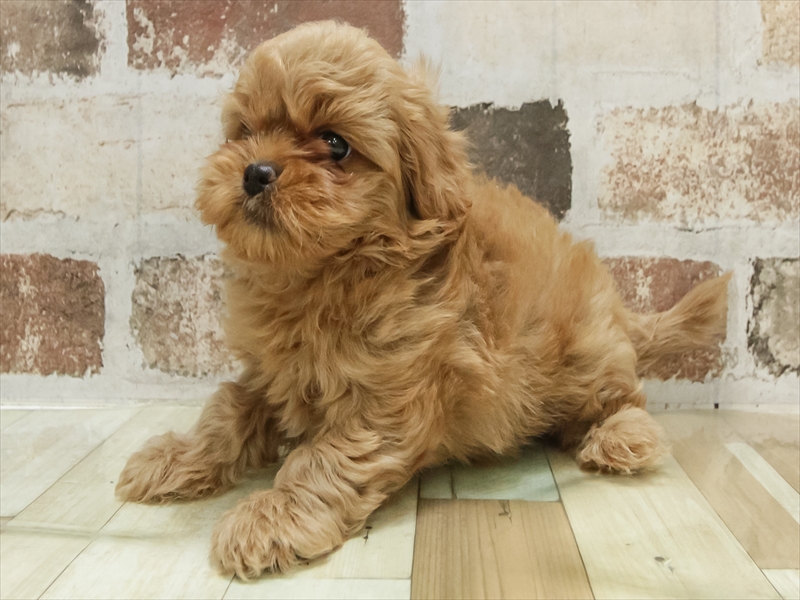 愛知県のペキプー(ペキニーズ×プードル) (ワンラブドン・キホーテ パウ中川山王店/2025年10月19日生まれ/男の子/アプリコット)の子犬の2枚目の画像