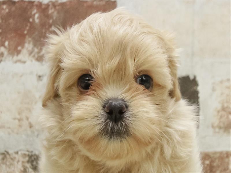 静岡県のペキプー(ペキニーズ×プードル) (ワンラブららぽーと沼津店/2025年10月19日生まれ/男の子/アプリコット)の子犬の1枚目の画像