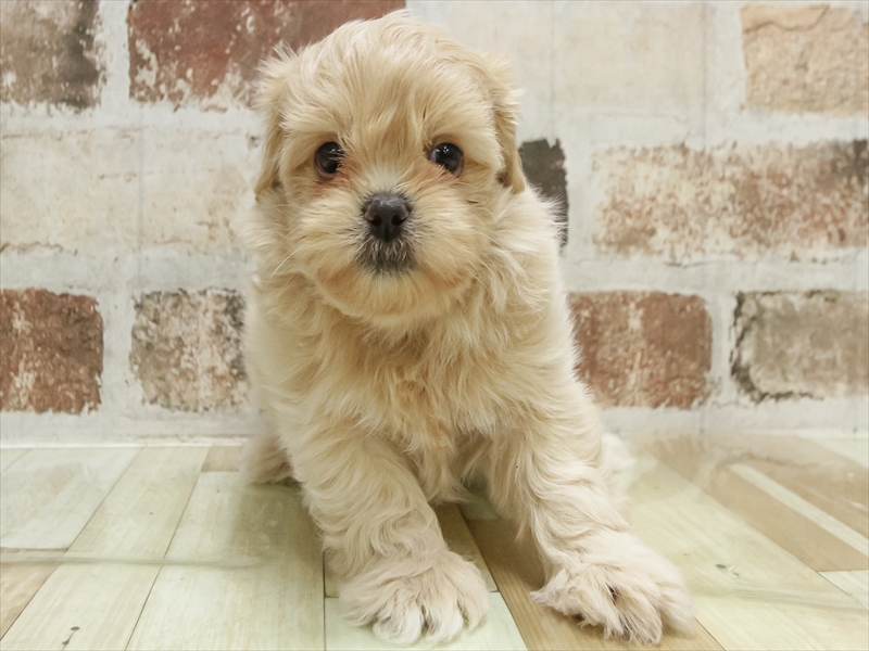 静岡県のペキプー(ペキニーズ×プードル) (ワンラブららぽーと沼津店/2025年10月19日生まれ/男の子/アプリコット)の子犬の3枚目の画像