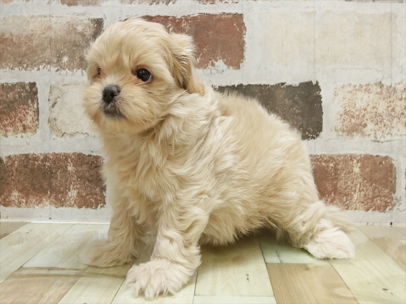 静岡県のペキプー(ペキニーズ×プードル) (ワンラブららぽーと沼津店/2025年10月19日生まれ/男の子/アプリコット)の子犬の2枚目の画像