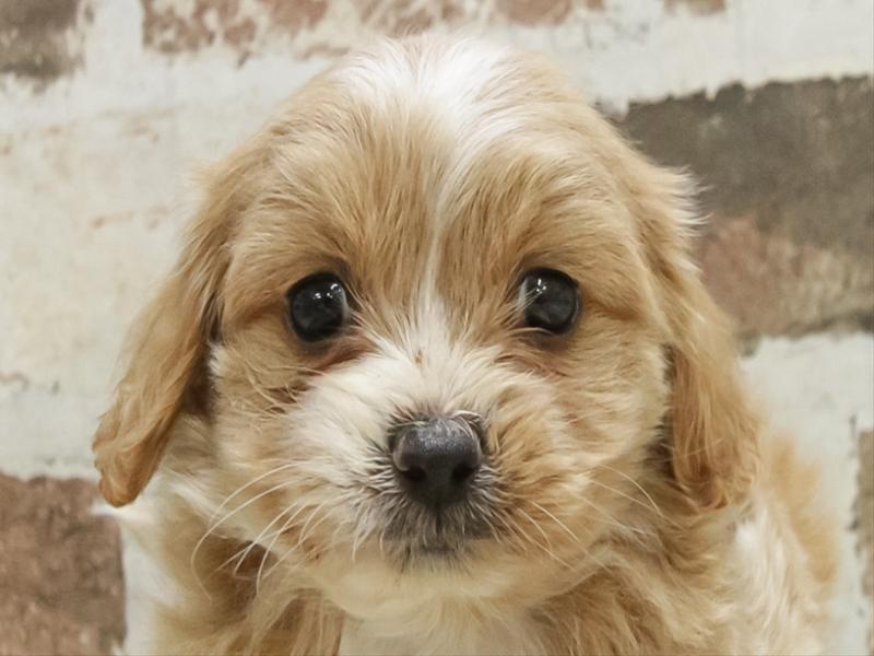 愛知県のペキプー(ペキニーズ×プードル) (ワンラブ名古屋守山インター総本店/2025年10月20日生まれ/男の子/アプリコットホワイト)の子犬の1枚目の画像