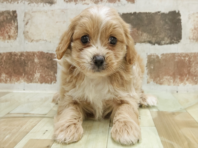 愛知県のペキプー(ペキニーズ×プードル) (ワンラブ名古屋守山インター総本店/2025年10月20日生まれ/男の子/アプリコットホワイト)の子犬の3枚目の画像