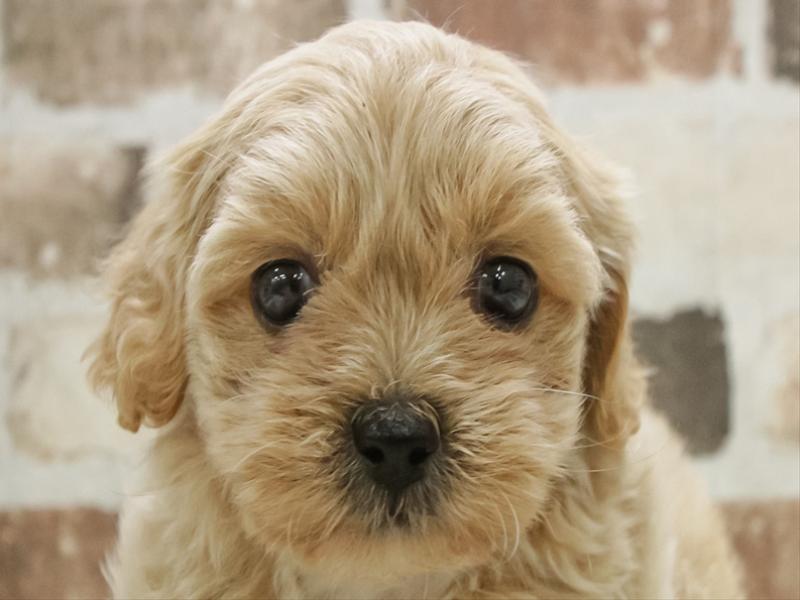 香川県のペキプー(ペキニーズ×プードル) (ワンラブイオンタウン宇多津店/2025年10月20日生まれ/男の子/アプリコットホワイト)の子犬の1枚目の画像