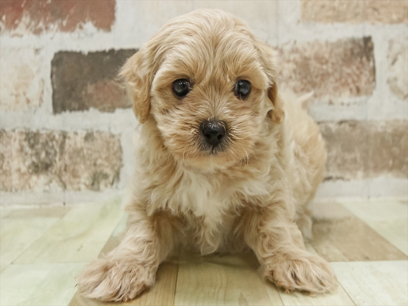 香川県のペキプー(ペキニーズ×プードル) (ワンラブイオンタウン宇多津店/2025年10月20日生まれ/男の子/アプリコットホワイト)の子犬の3枚目の画像