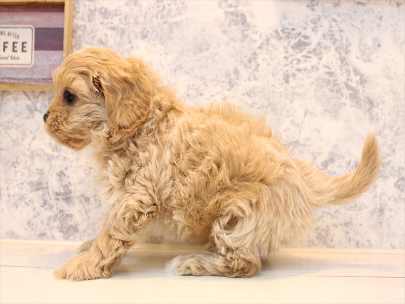 埼玉県のペキプー(ペキニーズ×プードル) (ワンラブ埼玉寄居店/2025年10月20日生まれ/男の子/アプリコットホワイト)の子犬の3枚目の画像