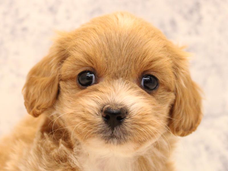 神奈川県のペキプー(ペキニーズ×プードル) (ワンラブTHE OUTLETS  湘南平塚店/2025年10月20日生まれ/女の子/アプリコットホワイト)の子犬の1枚目の画像