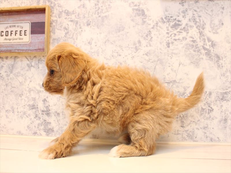 神奈川県のペキプー(ペキニーズ×プードル) (ワンラブTHE OUTLETS  湘南平塚店/2025年10月20日生まれ/女の子/アプリコットホワイト)の子犬の3枚目の画像