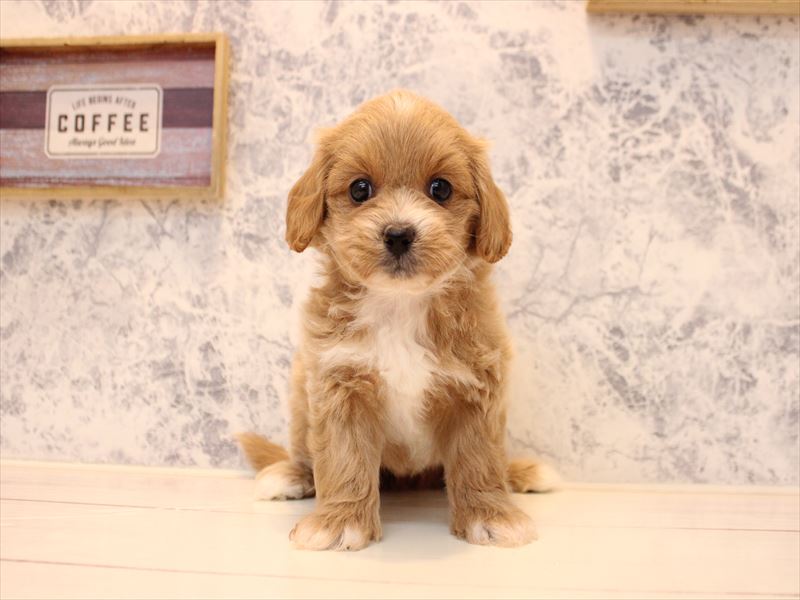 神奈川県のペキプー(ペキニーズ×プードル) (ワンラブTHE OUTLETS  湘南平塚店/2025年10月20日生まれ/女の子/アプリコットホワイト)の子犬の2枚目の画像