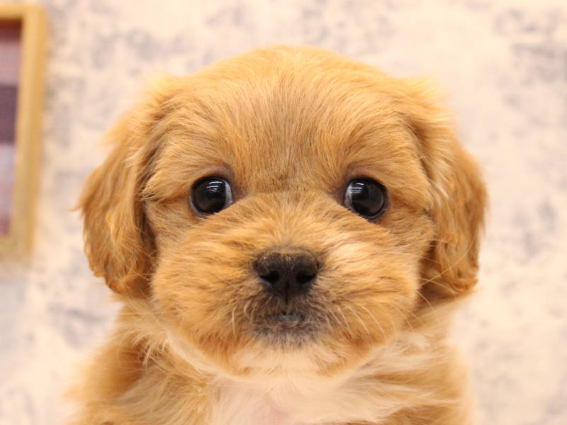 埼玉県のペキプー(ペキニーズ×プードル) (ワンラブ埼玉寄居店/2025年10月20日生まれ/女の子/アプリコットホワイト)の子犬の1枚目の画像