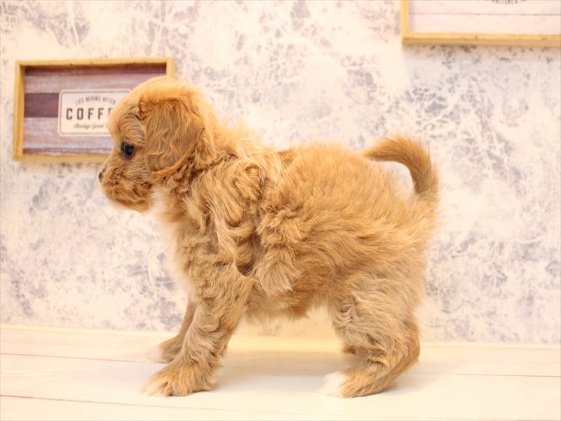 埼玉県のペキプー(ペキニーズ×プードル) (ワンラブ埼玉寄居店/2025年10月20日生まれ/女の子/アプリコットホワイト)の子犬の3枚目の画像